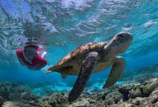 Lady Elliot Island Eco Resort Exterior photo