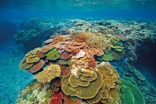 Lady Elliot Island Eco Resort Exterior photo